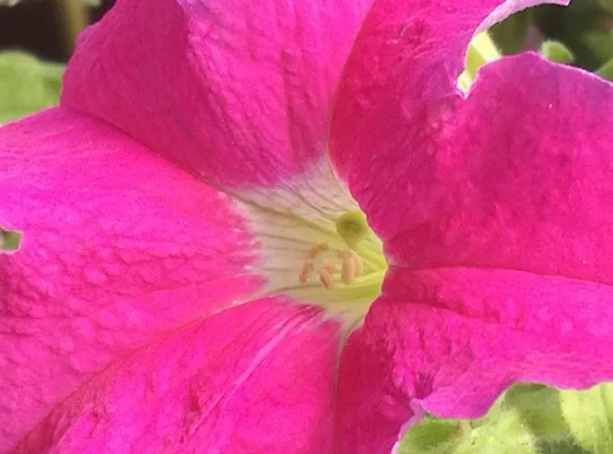 Rosehouse 公寓 切法卢