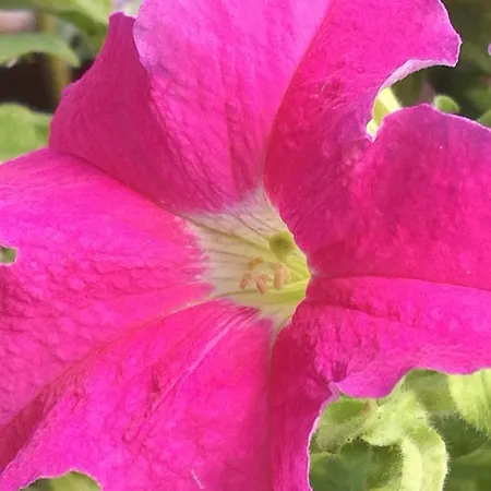 Rosehouse Lägenhet Cefalù